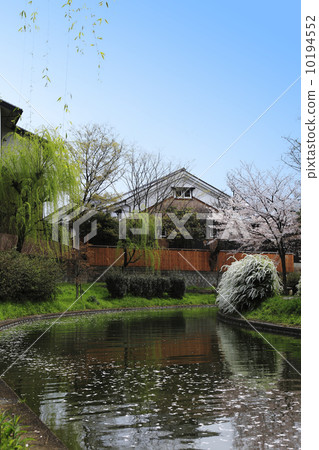 Sake brewery, Hatogawa, flower raft 10194552