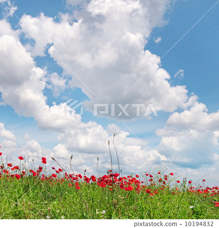 poppies on green field poppies on green field 10194832