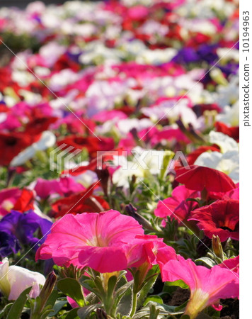 Colorful Petunia flower bed 10194963