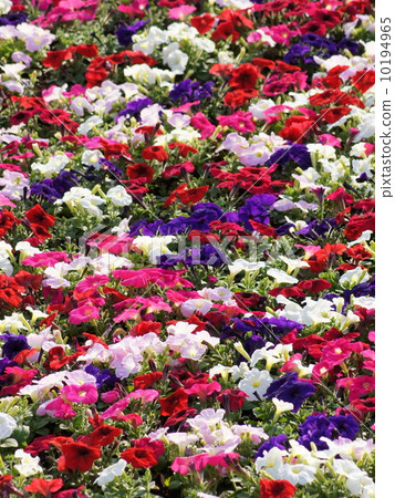 Colorful Petunia flower bed 10194965