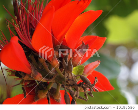 Flowers of Deigo 10195586