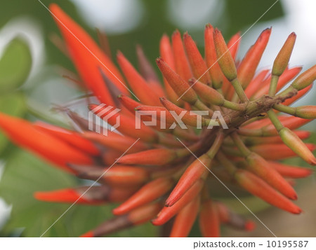 Flowers of Deigo 10195587