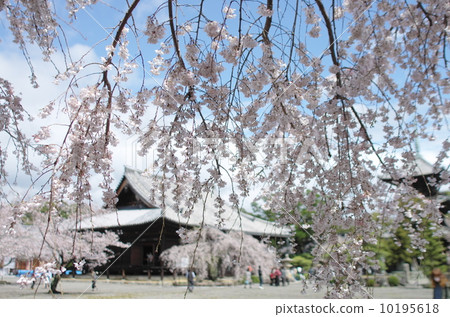 Cherry blossoms at Dogenji 10195618