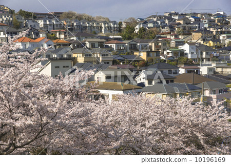 Cherry blossoms at home Cherry blossoms at home 10196169