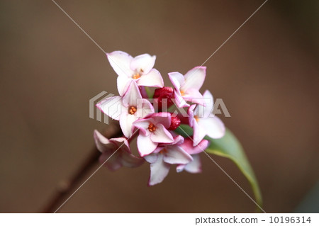 天然植物荊州 天然植物荊州 10196314