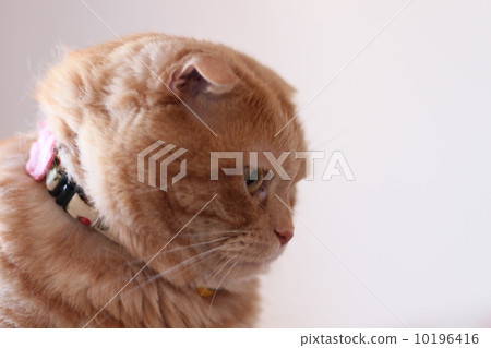 A falling cat 10196416