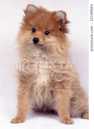 Pomeranian puppy Pomeranian puppy 10196664