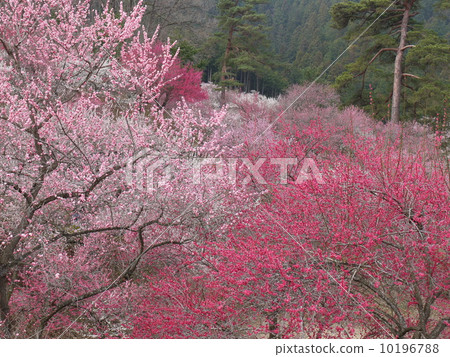 Yoshino Umezo 10196788