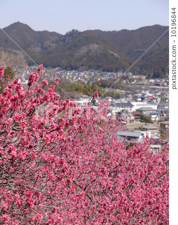 Yoshino Umezo Yoshino Umezo 10196844