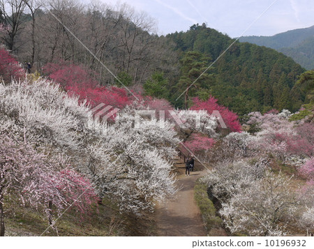 Yoshino Umezo 10196932
