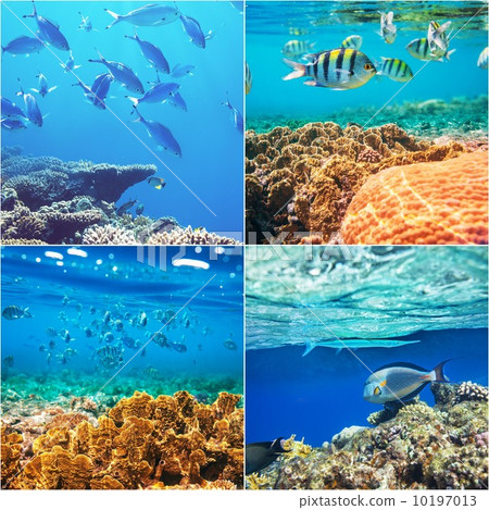 Coral fish 10197013