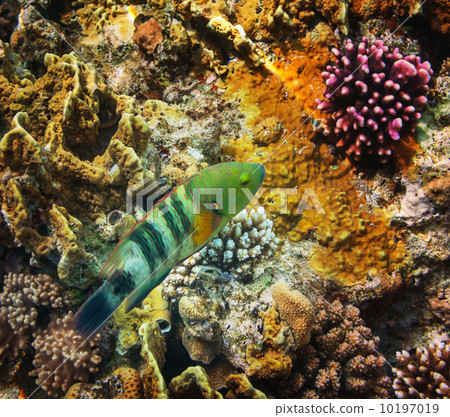 Coral fish Coral fish 10197019