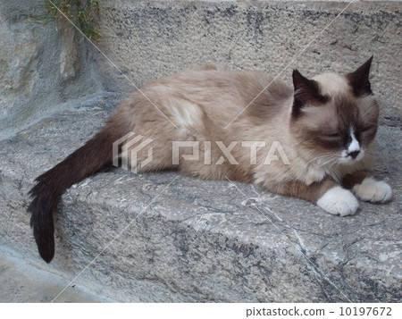 Sleeping cat in southern France 10197672