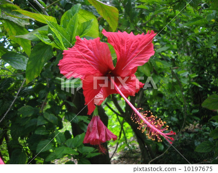 New Caledonia, flower of Male Island 10197675