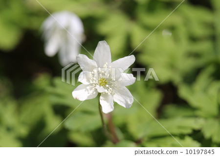 海葵pseudoaltaica 10197845