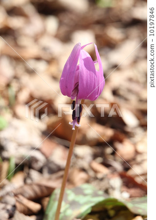 Katakuri花 Katakuri花 10197846