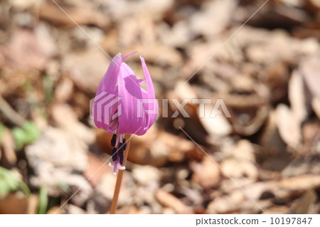 Katakuri花 10197847