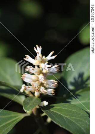 Tokiwa Ikarisisu Tokiwa Ikarisisu 10197848