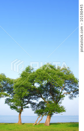 Environmental image Environmental image 10198445