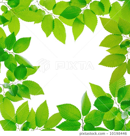 New green frame New green frame 10198446