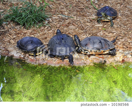 Turtles 10198566
