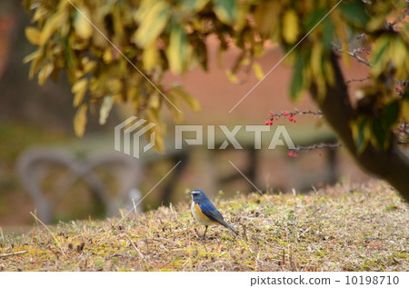 紅脅藍尾鴝 10198710