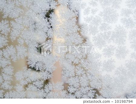 Frozen snowflakes 10198794