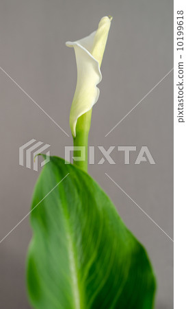 White Calla Lily 10199618