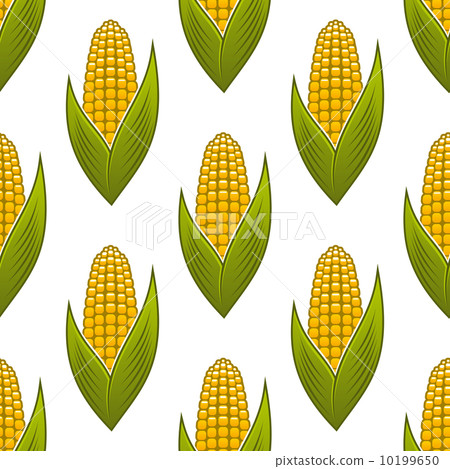 Seamless pattern of ripe golden corn on the cob 10199650