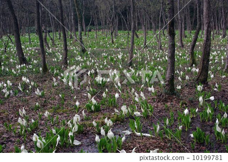 Gosen Water City Basho Park 10199781