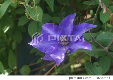 熟食店 熟食店 10200461