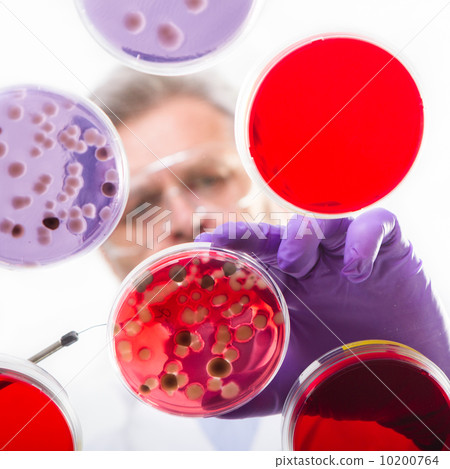Senior life science researcher grafting bacteria. 10200764