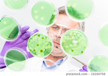 Senior life science researcher grafting bacteria. 10200788