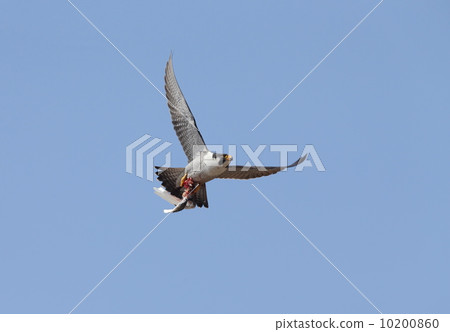 Falcon Falcon 10200860