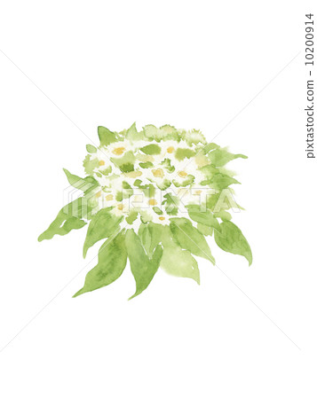 花的水彩插圖 10200914