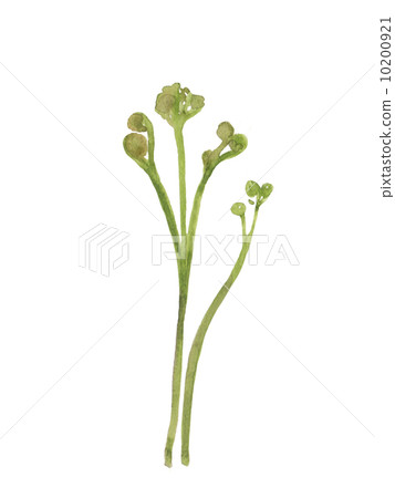 蕨菜手繪水彩插圖 10200921
