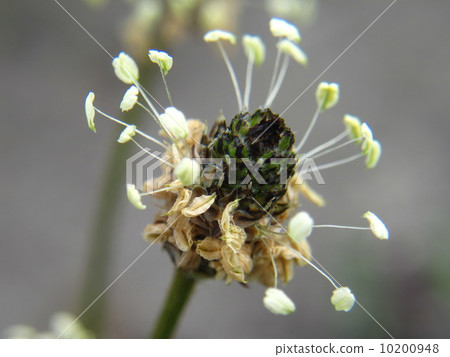 照片: 花朵 花卉 羊舌头