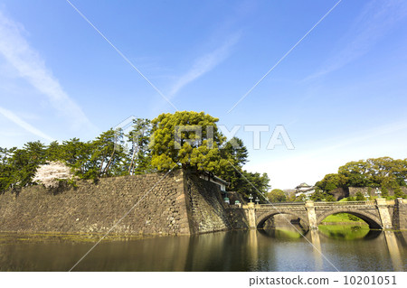Cherry blossoms blooming at the Imperial Palace bridge 10201051