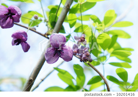 Akebi flower 10201416