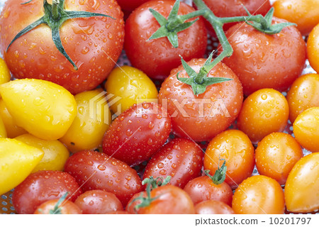 Tomato group image 10201797