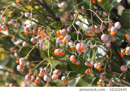 Masaki的果實 10202640