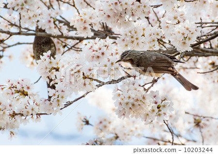 Cherry blossoms and bulbul Cherry blossoms and bulbul 10203244
