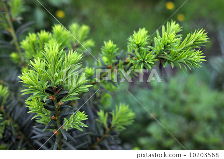 Yew tree (Taxus cuspidata). Growing branch of Japanese yew. 10203568