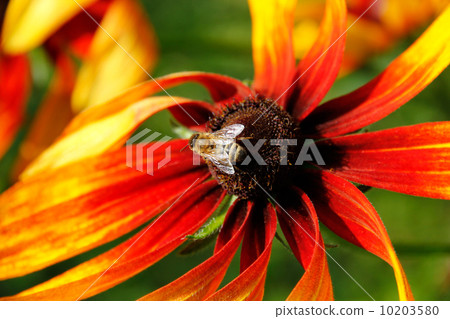 Bee on Rudbeckia flower(Coneflower). 10203580