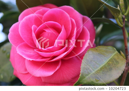 Camellia after the rain Camellia after the rain 10204723