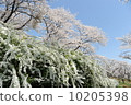 Yukiyanagi和櫻花 10205398