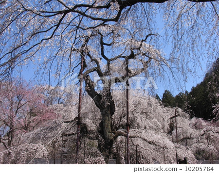 Chichibu City Seiunji Temple Weeping Cherry Tree Edo Higan (Natural Monument) 10205784
