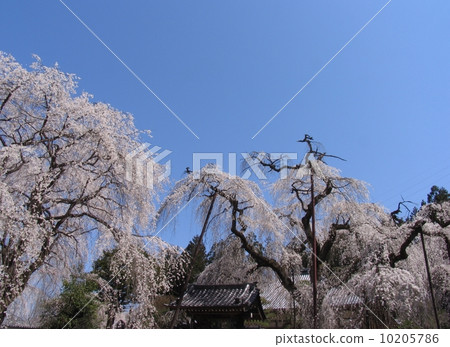 秩父市清雲寺垂枝櫻花江戶彼岸(天然紀念物) 秩父市清雲寺垂枝櫻花江戶彼岸(天然紀念物) 10205786