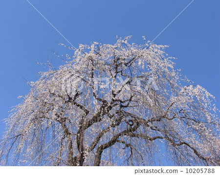 秩父市清雲寺垂枝櫻花江戶彼岸(天然紀念物) 秩父市清雲寺垂枝櫻花江戶彼岸(天然紀念物) 10205788