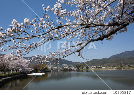 在廣澤池塘的櫻花 在廣澤池塘的櫻花 10205817